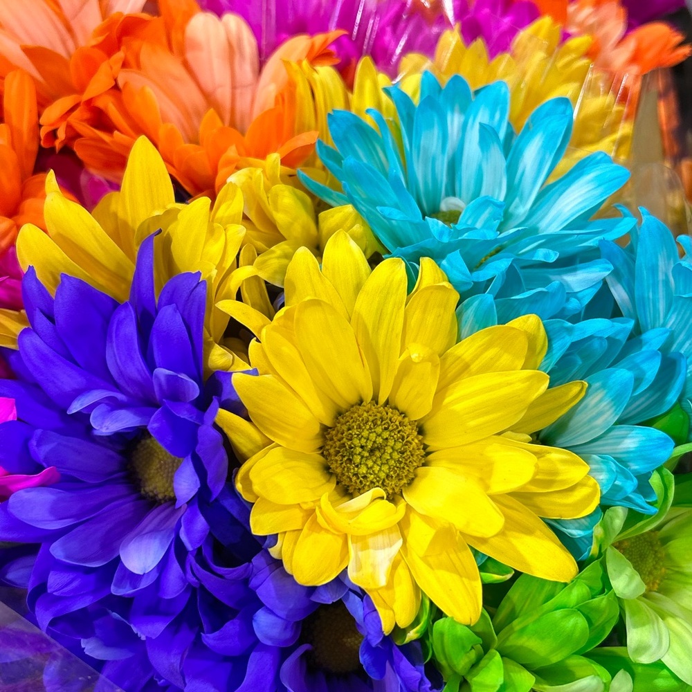 Meet your Posher, Abby